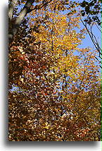 Trees in Fall Colors::Maryland, United States::