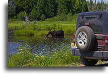 Moose by the road::Maine, USA::