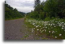 Another road in Maine woods::Maine, USA::