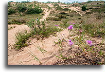 Dunes Trail::Sleeping Bear Dunes, Michigan, USA::