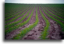 Amish Farm::Lancaster County, Pennsylvania, United States::