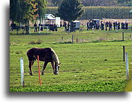 Amish Sunday::Lancaster County, Pennsylvania, United States::