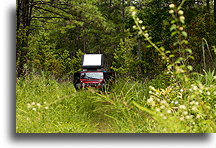 Ready for the Eclipse::Francis Marion National Forest, South Carolina, United States::