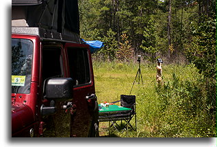 Watching Solar Eclipse::Francis Marion National Forest, South Carolina, United States::