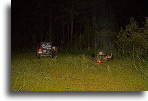 Hot Night in the Forest::Francis Marion National Forest, South Carolina, USA::