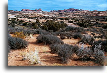 Cryptobiotic Soil::Arches NP, Utah United States::