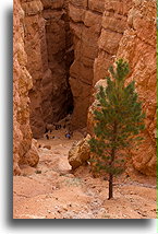 Down the Wall Street::Bryce Canyon, Utah, USA::