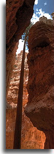 Douglas Fir on Wall Street::Bryce Canyon, Utah, USA::