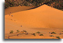 Climbing the Dune::Coral Pink Sand Dunes, Utah, USA::