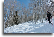 Birch Forest::Park City, Utah, United States::