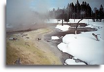 Living Cyanobacteria::Geysers in Yellowstone, United States::