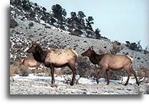 Wapiti::Yellowstone, Wyoming, United States::