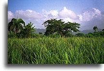 Sugar Cane Field::Dominican Republic, Caribbean::