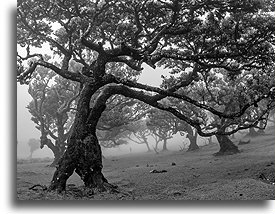 Centuries-old Trees::Las Fanal, Madera, Portugalia::