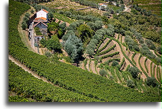 Douro Valley Winery::Douro Valley, Portugal::